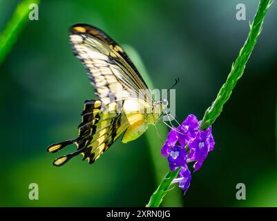 Ein Riesenschwalbenschwanz-Schmetterling (Papilio cresphontes), der sich von Blumen ernährt. Guatemala. Stockfoto