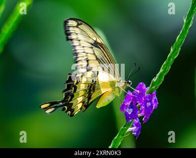 Ein Riesenschwalbenschwanz-Schmetterling (Papilio cresphontes), der sich von Blumen ernährt. Guatemala. Stockfoto