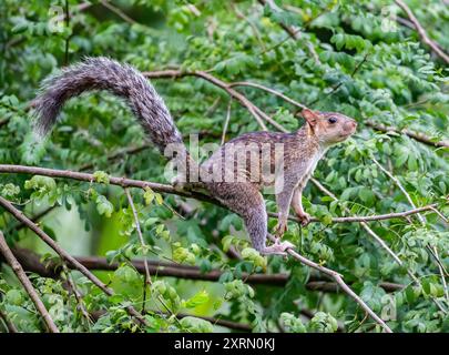 Ein Variegated Eichhörnchen (Sciurus variegatoides) auf einem Baum. Guatemala. Stockfoto