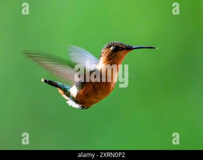 Ein weiblicher Kolibri (Tilmatura dupontii) im Flug. Guatemala. Stockfoto