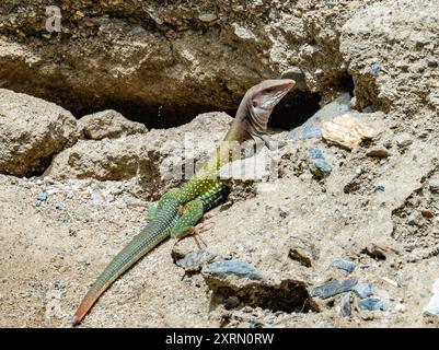 Eine bunte Riesenameiva-Eidechse (Ameiva ameiva) oder Grüne Smeiva. Guatemala. Stockfoto