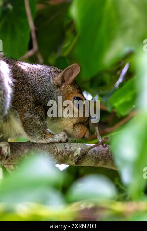 Graues Eichhörnchen im Father Collins Park, Dublin. Ernährt sich von Nüssen, Samen und Früchten. Häufig in städtischen Parks, Wäldern und Gärten auf der anderen Seite zu finden Stockfoto