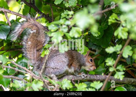 Graues Eichhörnchen im Father Collins Park, Dublin. Ernährt sich von Nüssen, Samen und Früchten. Häufig in städtischen Parks, Wäldern und Gärten auf der anderen Seite zu finden Stockfoto