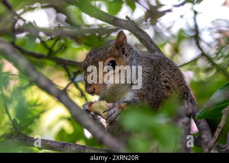 Graues Eichhörnchen im Father Collins Park, Dublin. Ernährt sich von Nüssen, Samen und Früchten. Häufig in städtischen Parks, Wäldern und Gärten auf der anderen Seite zu finden Stockfoto