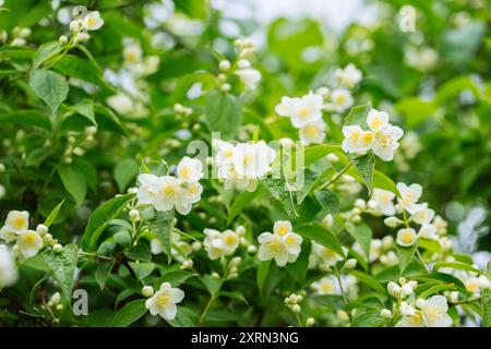 Üppiger Jasminstrauch im Garten. Weiße, duftende Jasminblüten an einem sonnigen Tag. Blumenhintergrund. Stockfoto