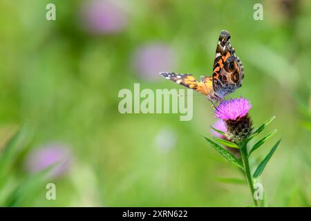 Ein Monarchschmetterling liegt auf einer Distelblume. Geringe Schärfentiefe, unscharfer Hintergrund. Viel Platz für Text. Stockfoto