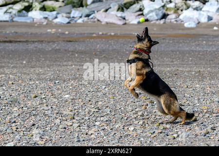 Ein deutscher Schäferhund spielt an einem felsigen Strand. Sie springt auf einen Tennisball zu, der direkt über ihrem Kopf auf sie zufällt. Stockfoto