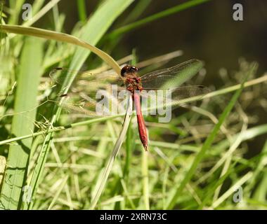 Schöne rote Libelle, Sympetrum sanguineum auf grünem Hintergrund Nahaufnahme. Stockfoto