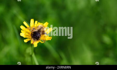 Große schwarze Hummel mit gelben Streifen und strukturierten Flügeln auf gelbem Herbst-Falkbit. Stockfoto