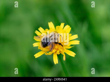 Hummel-Nahaufnahme, die auf einem gelben Blumenkreuz sitzt. Bienenbestäubungsblume. Stockfoto