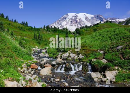 Edith Creek fließt über die grüne Sommerwiese vor dem vulkanischen Gipfel des Mount Rainier Stockfoto