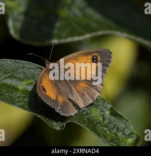 Weiblicher Gatekeeper Schmetterling Pyronia tithonus auf Buddleia Blatt Stockfoto