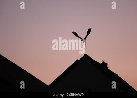 Liemehna, Deutschland. August 2024. Ein junger Weißstorch fliegt von einem Dach. Im Dorf nördlich von Leipzig haben sich in den letzten Wochen mehr als 100 Störche in der Abenddämmerung versammelt, teilweise auf Dächern der Gemeinde. Quelle: Sebastian Willnow/dpa/Alamy Live News Stockfoto