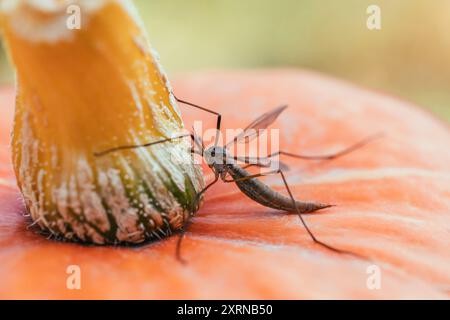 Kranfliegen oder Tipula aus der Nähe. Große Mücke, die auf orangefarbenem Kürbis sitzt. Stockfoto