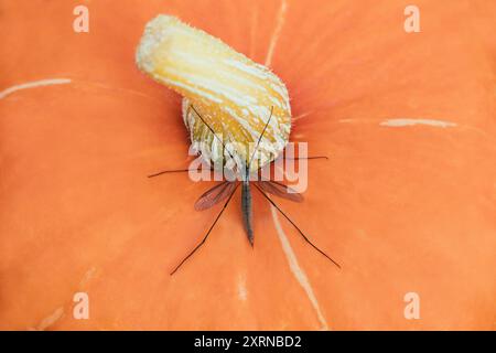 Große Tipula-Mücke auf orangem Hintergrund. Kranfliegen auf einem Kürbis, Draufsicht. Makroaufnahmemöglichkeit. Stockfoto