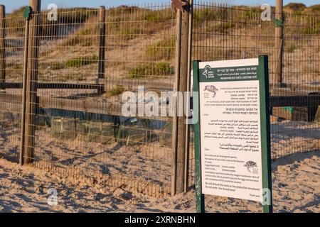 Nistplatz für Meeresschildkröten am Strand von Palmachim. Konservierung von grünen Schildkröten- und Karettschildkröteneiern Stockfoto