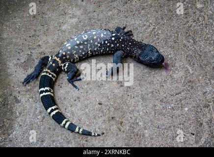 Eine guatemaltekische Perlenechse (Heloderma charlesbogerti) im Naturschutzprogramm. Guatemala. Stockfoto