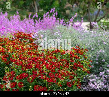 Borders with Helenium Flowers im RHS Wisley Garden, Großbritannien. Die Blumenbeete haben hauptsächlich mehrjährige Pflanzen in kontrastierenden Farben, entworfen von Piet Oudolf. Stockfoto