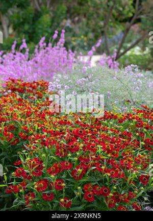 Borders with Helenium Flowers im RHS Wisley Garden, Großbritannien. Die Blumenbeete haben hauptsächlich mehrjährige Pflanzen in kontrastierenden Farben, entworfen von Piet Oudolf. Stockfoto