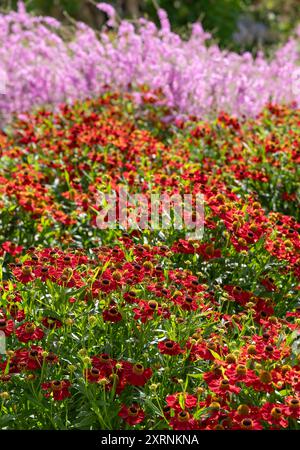 Borders with Helenium Flowers im RHS Wisley Garden, Großbritannien. Die Blumenbeete haben hauptsächlich mehrjährige Pflanzen in kontrastierenden Farben, entworfen von Piet Oudolf. Stockfoto