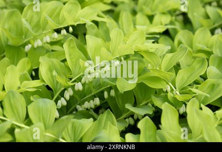 Salomonsiegel oder polygonatum-grüner Hintergrund. Eine wunderschöne, dekorative Staudenpflanze aus nächster Nähe. Stockfoto