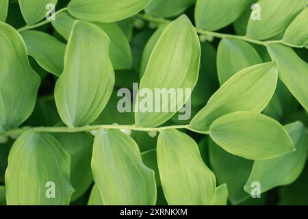 Grüne Blätter polygonatum oder salomonen Segel Nahaufnahme. Natürliches grünes Blatt Hintergrund. Stockfoto
