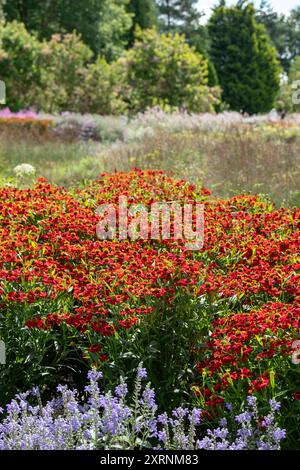 Borders with Helenium Flowers im RHS Wisley Garden, Großbritannien. Die Blumenbeete haben hauptsächlich mehrjährige Pflanzen in kontrastierenden Farben, entworfen von Piet Oudolf. Stockfoto