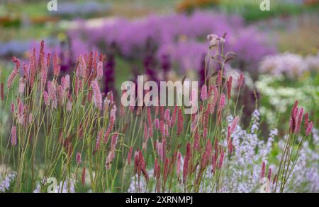 Atemberaubende, farbenfrohe, mehrjährige Ränder mit rosa Sanguisorba-Blüten, entworfen von Piet Oudolf, im RHS Wisley Garden, Surrey UK. Stockfoto