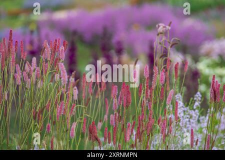 Atemberaubende, farbenfrohe, mehrjährige Ränder mit rosa Sanguisorba-Blüten, entworfen von Piet Oudolf, im RHS Wisley Garden, Surrey UK. Stockfoto