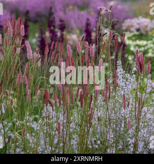 Atemberaubende, farbenfrohe, mehrjährige Ränder mit rosa Sanguisorba-Blüten, entworfen von Piet Oudolf, im RHS Wisley Garden, Surrey UK. Stockfoto