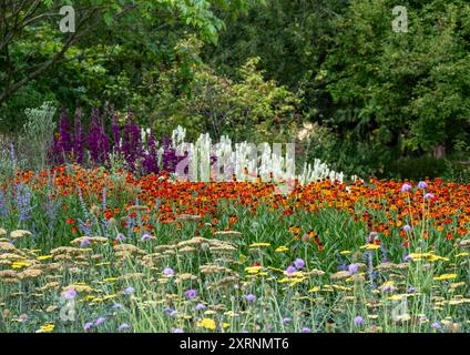 Borders with Helenium Flowers im RHS Wisley Garden, Großbritannien. Die Blumenbeete haben hauptsächlich mehrjährige Pflanzen in kontrastierenden Farben, entworfen von Piet Oudolf. Stockfoto