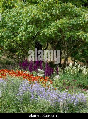 Borders with Helenium Flowers im RHS Wisley Garden, Großbritannien. Die Blumenbeete haben hauptsächlich mehrjährige Pflanzen in kontrastierenden Farben, entworfen von Piet Oudolf. Stockfoto