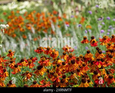 Borders with Helenium Flowers im RHS Wisley Garden, Großbritannien. Die Blumenbeete haben hauptsächlich mehrjährige Pflanzen in kontrastierenden Farben, entworfen von Piet Oudolf. Stockfoto