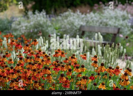 Borders with Helenium Flowers im RHS Wisley Garden, Großbritannien. Die Blumenbeete haben hauptsächlich mehrjährige Pflanzen in kontrastierenden Farben, entworfen von Piet Oudolf. Stockfoto