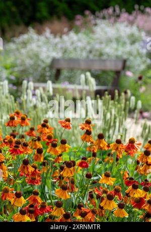 Borders with Helenium Flowers im RHS Wisley Garden, Großbritannien. Die Blumenbeete haben hauptsächlich mehrjährige Pflanzen in kontrastierenden Farben, entworfen von Piet Oudolf. Stockfoto