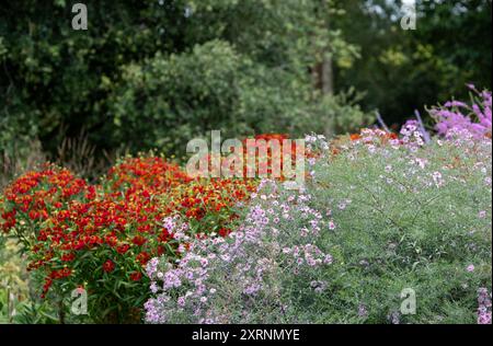 Borders with Helenium Flowers im RHS Wisley Garden, Großbritannien. Die Blumenbeete haben hauptsächlich mehrjährige Pflanzen in kontrastierenden Farben, entworfen von Piet Oudolf. Stockfoto