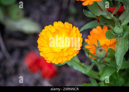 Calendula officinalis oder Pot Ringelblume schöne Orangenblume im Sommer, Nahaufnahme Stockfoto