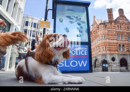 London, Großbritannien. August 2024. Ein Hund liegt neben der Polizeiwache mit dem neuen Banksy-Kunstwerk in der City of London. Das Kunstwerk, das eine Fischschule darstellt, ist das siebte neue Kunstwerk des schwer fassbaren Straßenkünstlers in so vielen Tagen in London. Quelle: Vuk Valcic/Alamy Live News Stockfoto