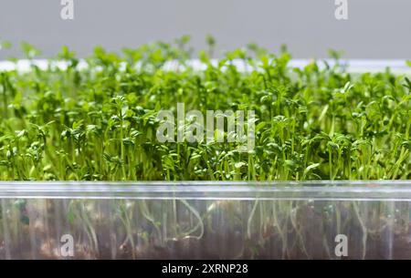 Frische Kressprossen oder Mikrogrün. Hintergrund der gekeimten Samen Nahaufnahme. Stockfoto