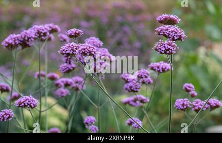 Große insektenfreundliche violette Eisenkraut-Blüten, fotografiert im Sommer im RHS Wisley Garden, Surrey, Großbritannien Stockfoto