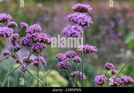 Große insektenfreundliche violette Eisenkraut-Blüten, fotografiert im Sommer im RHS Wisley Garden, Surrey, Großbritannien Stockfoto