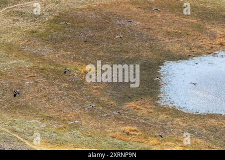Luftaufnahme eines afrikanischen Openbill Anastomus lamelligerus, der über das Okavango-Delta in Botswana fliegt. Stockfoto