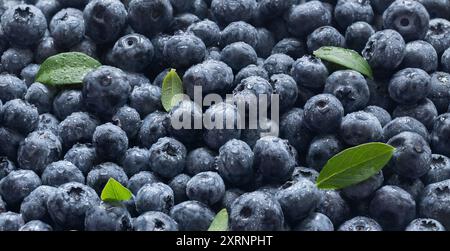 Frische Heidelbeeren in Wassertropfen und grüne Blätter Hintergrund. Textur oder Muster der Heidelbeere. Banner. Heidelbeere, Hucklebeere. Stockfoto