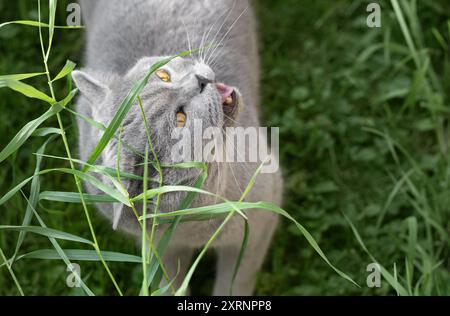 Die süße britische Kurzhaarkatze isst Gras in der Natur. Katze isst grünes Gras aus nächster Nähe. Stockfoto