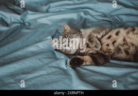 Fette, flauschige Katze, die auf dem Bett schläft. Schottische, heterosexuelle Katze auf blauem Hintergrund. Gemütliches Wohnkonzept. Stockfoto