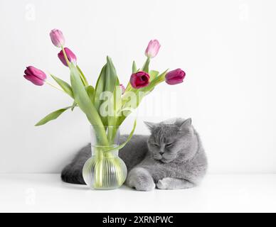 Britische graue Kurzhaarkatze schläft auf einem Tisch mit Tulpenstrauß. Schlafende Katze mit Blumen auf weißem Hintergrund. Stockfoto