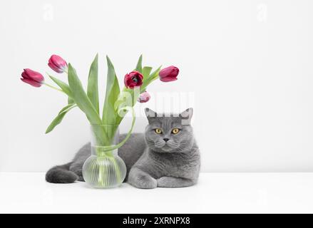 Britische niedliche Katze mit rosa Tulpen in Vase auf weißem Hintergrund. Graue Katze mit Blumen auf einem weißen Tisch. Leerzeichen für Text. Stockfoto