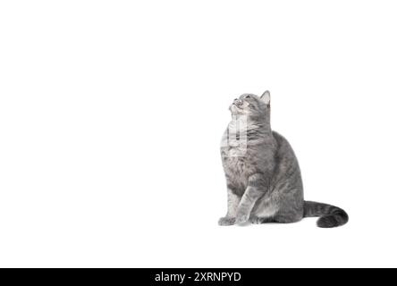 Schottische graue Katze isoliert auf weißem Hintergrund mit Kopierraum. Lustige neugierige Katze schaut auf und setzt sich auf den Tisch. Stockfoto