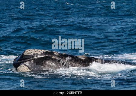 Südlicher Glattwal (Eubalaena australis), erwachsenes Weibchen, das in Puerto Pyramides, Golfo Nuevo, Argentinien auftaucht. Stockfoto