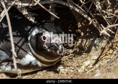 Adulter Magellanpinguin (Spheniscus magellanicus) in einer Brutstätte auf der Halbinsel Valdez, Patagonien, Argentinien. Stockfoto